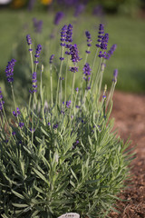 Flower - Lavendar - Sweet Romance