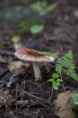 Fungas - Mushroom