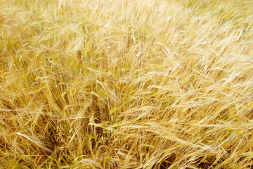 wheat field