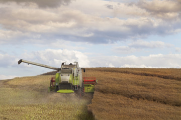 Fototapeta premium Combine Harvesting Rapeseed Field