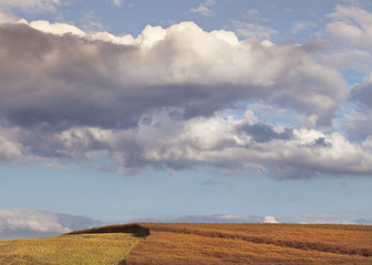 Fototapeta premium Beautiful Cumulus Clouds Over Partly Harvested Ripe Rapeseed Field