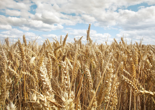 Golden Wheat Field Under Bright Blue Sky