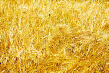 golden wheat