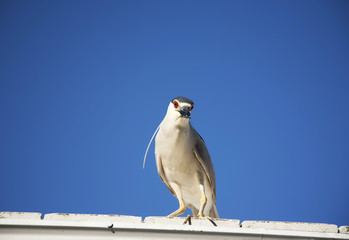 Black crowned night heron (Nycticorax nycticorax) on a clear sky background