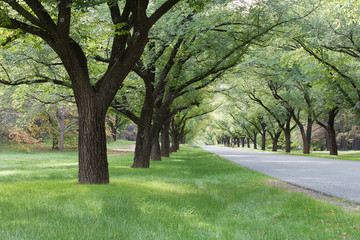 Tree lined avenue