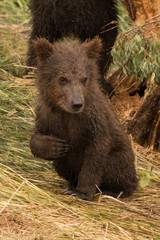 Brown bear cub wth right forepaw raised