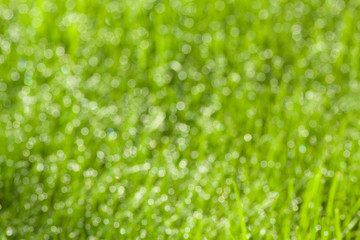 grass with dew drops
