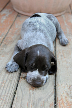 German Short Haired Pointer Sleeping