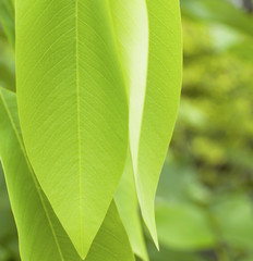 Closeup blur background light green fresh leaves
