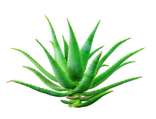Aloe vera plant