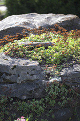 Rock Garden