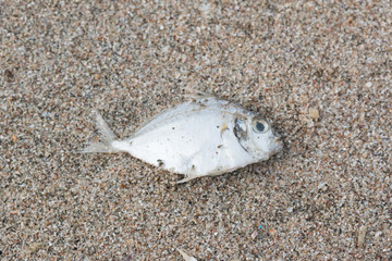 Dead fish on the beach. Water pollution concept/Dead fish on the beach/ Dead fish on the beach
