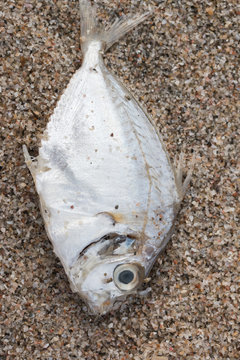 Dead fish on the beach. Water pollution concept/Dead fish on the beach/ Dead fish on the beach
