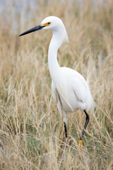 Snowy Egret walking through dried grass on an overcast day