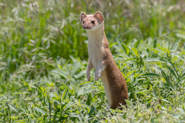 Long Tailed Weasel standing to get a better view of its surroundings
