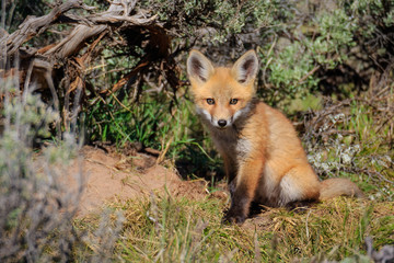 Red Fox Kit outside den