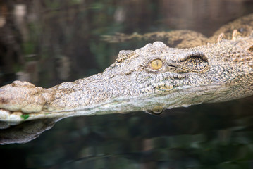 Eye of a saltwater crocodile