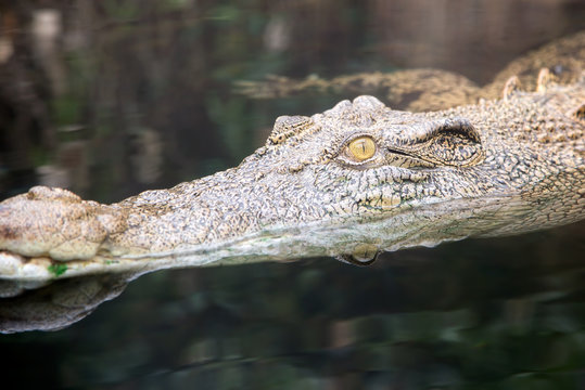 Eye of a saltwater crocodile