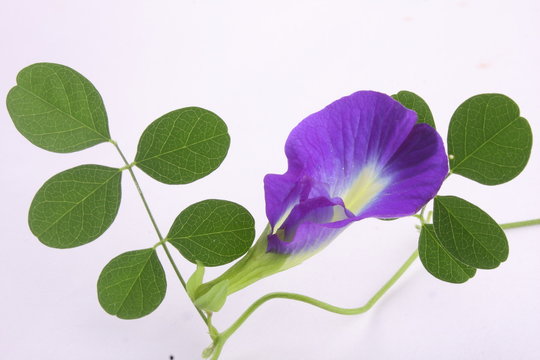 Fototapeta Clitoria ternatea flower with leaves.