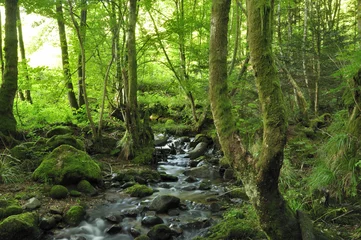 Fotobehang rivier in bos © nicolas90d