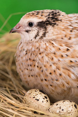 Adult quail