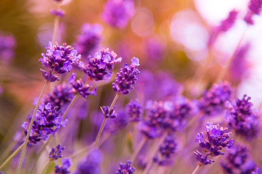 Fototapeta Lavender flowers background