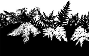 black and white fern background