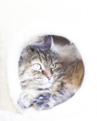 brown kitten of siberian breed into the scratching post