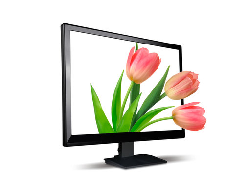 LCD monitor and tulips the isolated