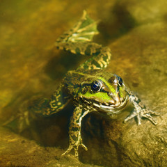 edible frog in muddy water