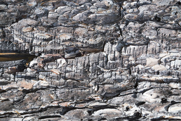 Old pine planks macro texture