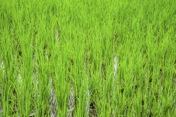 Green Terraced Rice Field in Pa Pong Pieng in raining season, Mae Chaem, Chiang Mai, Thailand