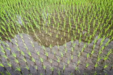 Green Terraced Rice Field in Pa Pong Pieng in raining season, Mae Chaem, Chiang Mai, Thailand