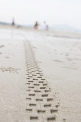 Tyre track in the sand
