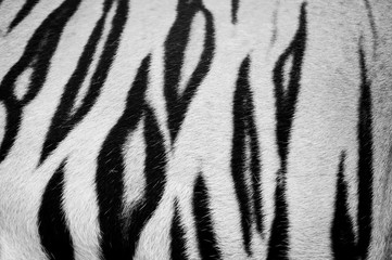 Fototapeta na wymiar beautiful tiger fur - colorful texture 