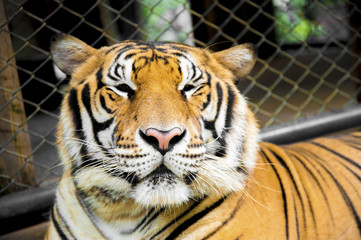 Naklejka premium Tiger in the zoo.
