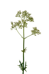Valerian