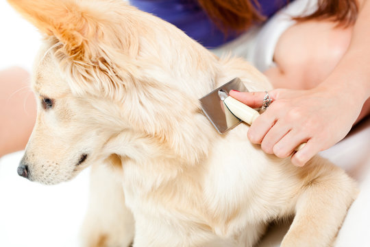 Woman Brushing Her Dog