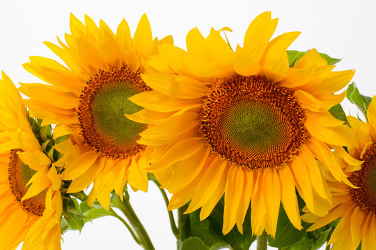 Close-up of yellow sunflowers.