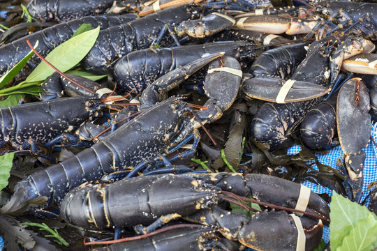 Homards vivants