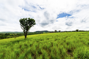 Road of savanna Field in green season.