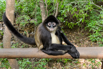 Bush Baby Money