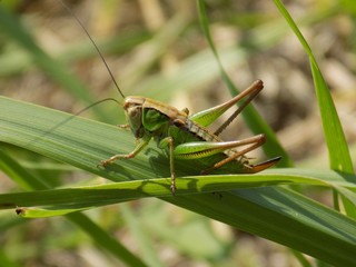 Grasshopper on grass blade