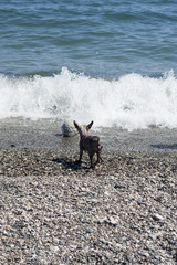 Dog playing in the beach with a ball. Waves 