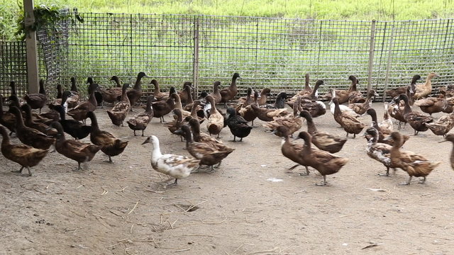 Domestic Duck in farm