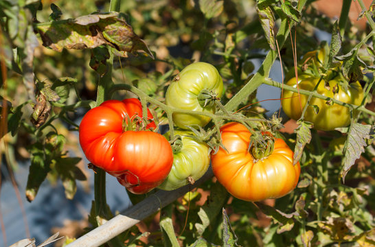 Many bunches with ripe red and unripe green tomatoes that growin