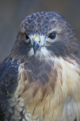 Bird - Red Tailed Hawk