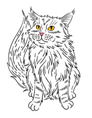 Maine coon