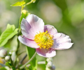 Sommer-Schönheit Herbstanemone / Anemone Hupehensis :)