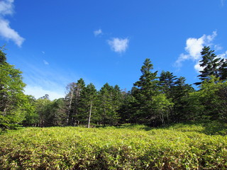 麦草峠付近の森と青空